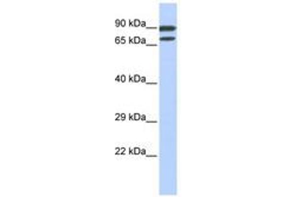 ZNF583 anticorps  (AA 72-121)