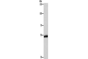 Western Blotting (WB) image for anti-Cytochrome P450, Family 2, Subfamily B, Polypeptide 6 (CYP2B6) antibody (ABIN2432914) (CYP2B6 anticorps)