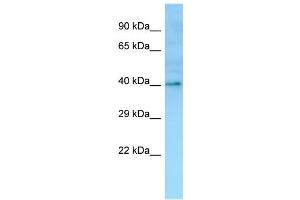 WB Suggested Anti-OR1I1 Antibody Titration: 1. (OR1I1 anticorps  (C-Term))