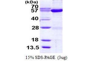 SDS-PAGE (SDS) image for Seryl-tRNA Synthetase (SARS) (AA 1-514) protein (His tag) (ABIN667644)