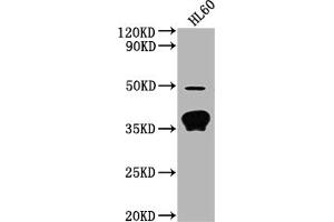 Western Blot Positive WB detected in: HL60 whole cell lysate All lanes: OR10P1 antibody at 1:2000 Secondary Goat polyclonal to rabbit IgG at 1/50000 dilution Predicted band size: 35 kDa Observed band size: 35 kDa (OR1P1 anticorps  (AA 260-272))