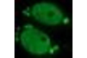 Image no. 2 for anti-Estrogen-Related Receptor gamma (ESRRG) (AA 24-263) antibody (ABIN1491250) (ESRRG anticorps  (AA 24-263))
