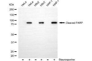 Western blotting analysis using Cleaved PARP antibody (ABIN7799865).