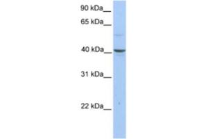 Western Blotting (WB) image for anti-Pellino E3 Ubiquitin Protein Ligase Family Member 3 (PELI3) antibody (ABIN2463636) (Pellino 3 anticorps)