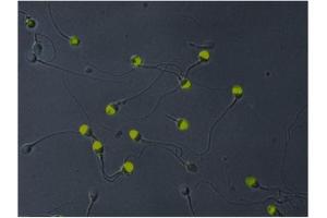 Immunofluorescence (IF) image for anti-Acrosomal Vesicle Protein 1 (ACRV1) antibody (FITC) (ABIN238419) (ACRV1 anticorps  (FITC))