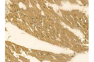 CRYGS Mouse Monoclonal Antibody at 1/100 staining rat heart tissue by IHC-P.