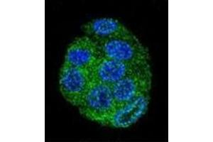 Confocal immunofluorescent analysis of FAT10 Antibody (C-term) Cat.