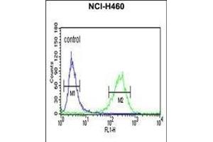PISD Antibody (Center) (ABIN652776 and ABIN2842511) flow cytometric analysis of NCI- cells (right histogram) compared to a negative control cell (left histogram). (PISD anticorps  (AA 223-250))