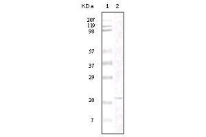 Western blot analysis using FAK mouse mAb against truncated FAK recombinant protein. (FAK anticorps)