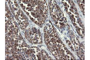 Image no. 11 for anti-Src-like-adaptor 2 (SLA2) antibody (ABIN1500949) (SLAP2 anticorps)