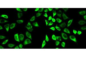 Immunofluorescence analysis of HeLa cells using PRDX6 Polyclonal Antibody (Peroxiredoxin 6 anticorps)