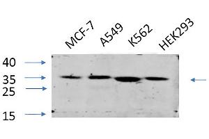 anti-Eukaryotic Translation Initiation Factor 2A, 65kDa (EIF2A) antibody