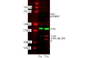 TFAM antibody - N-terminal region  validated by WB using bEND3 cell lysate at lane1:10 ug, lane2:20 ug.