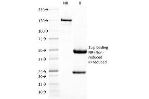 SDS-PAGE Analysis of Purified, BSA-Free DC-SIGN Antibody (clone C209/1781). (DC-SIGN/CD209 anticorps)