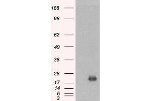 Western Blotting (WB) image for Brain and Acute Leukemia, Cytoplasmic (BAALC) peptide (ABIN369346) (Brain and Acute Leukemia, Cytoplasmic (BAALC) Peptide)
