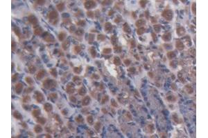 DAB staining on IHC-P; Samples: Rat Stomach Tissue (MPP3 anticorps  (AA 385-570))