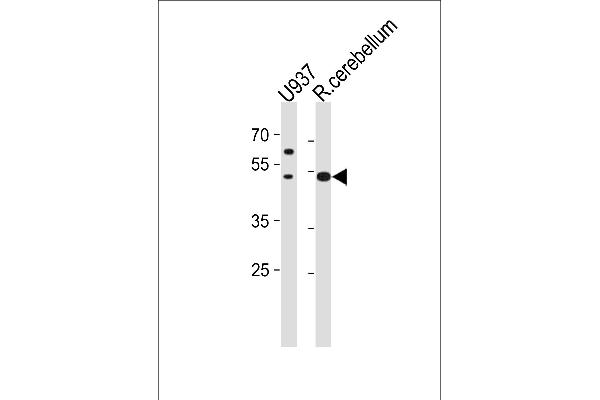 SLC25A25 anticorps  (N-Term)