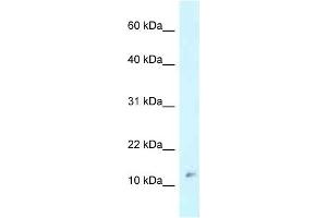 Western Blot showing RPL37 antibody used at a concentration of 1 ug/ml against MCF7 Cell Lysate (RPL37 anticorps  (Middle Region))