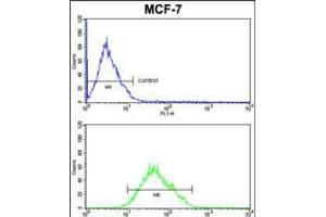 Flow cytometric analysis of MCF-7cells (bottom histogram) compared to a negative control cell (top histogram). (COX5A anticorps  (AA 46-73))