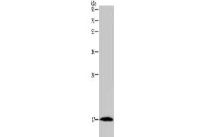 Gel: 10 % SDS-PAGE, Lysate: 40 μg, Lane: Mouse heart tissue, Primary antibody: ABIN7191408(MARVELD1 Antibody) at dilution 1/300, Secondary antibody: Goat anti rabbit IgG at 1/8000 dilution, Exposure time: 10 minutes (MARVELD1 anticorps)