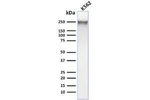 Western Blot Analysis of Human K562 cell lysate using Spectrin alpha 1 Mouse Monoclonal Antibody (SPTA1/1832).