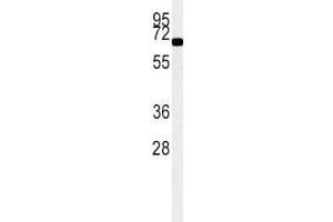 ACOX1 antibody western blot analysis in K562 lysate (15ug/lane).