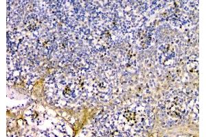 IHC analysis of GM130 using anti-GM130 antibody (ABIN6719433).