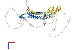 AlphaFold protein structure predicition of Human Recombinant PANX2 Protein, UniprotID Q96RD6