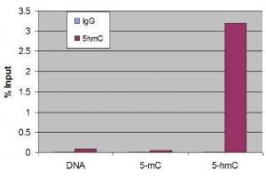 5-Hydroxymethylcytosine (5-hmC, 5-hydroxymethylcytidine) antibody tested by Methyl DNA immunoprecipitation. (5-Hydroxymethylcytosine anticorps)
