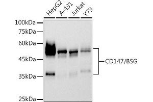 Western blot analysis of extracts of various cell lines, using CD147/BSG antibody (ABIN7265838) at 1:500 dilution. (CD147 anticorps)