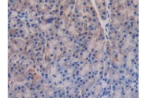 IHC-P analysis of Mouse Pancreas Tissue, with DAB staining.