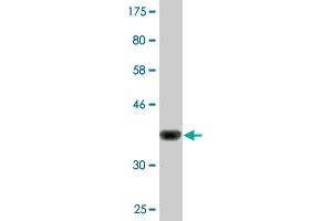 Western Blot detection against Immunogen (36.
