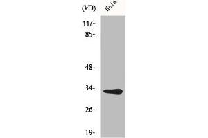 Western Blot analysis of HuvEc cells using CNOT7 Polyclonal Antibody