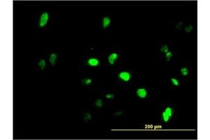 Image no. 1 for anti-Growth Factor Independent 1 (GFI1) (AA 1-92) antibody (ABIN466022) (GFI1 anticorps  (AA 1-92))