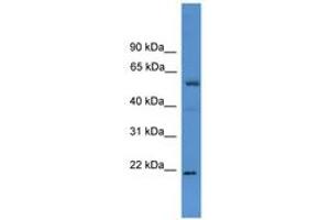 ASCL3 antibody  (C-Term)