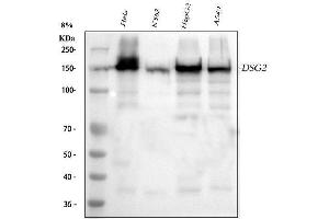 anti-Desmoglein 2 (DSG2) (AA 24-1020) antibody