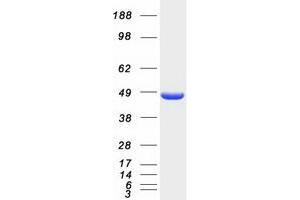 Validation with Western Blot