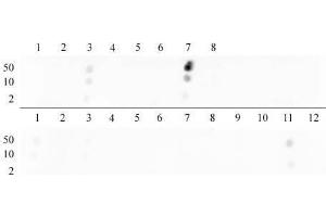 Histone H3 dimethyl Lys9 antibody tested by dot blot analysis. (Histone 3 anticorps  (H3K9me2))