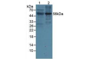 Figure. (LILRB2 anticorps  (AA 53-255))