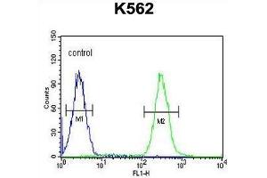 TNFAIP8 Antibody (N-term) flow cytometric analysis of K562 cells (right histogram) compared to a negative control cell (left histogram). (TNFAIP8 anticorps  (N-Term))