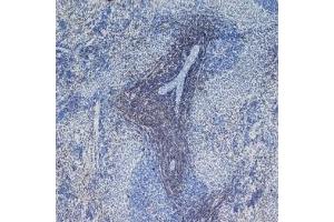 Staining of frozen rat spleen with Mouse anti rat CD4 (CD4 anticorps  (Domain 1))