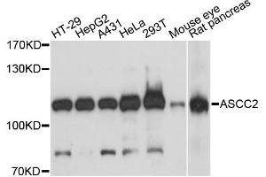 Western blot analysis of extracts of various cell lines, using ASCC2 antibody. (ASCC2 anticorps)