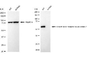 anti-Growth Factor Receptor-Bound Protein 7 (GRB7) antibody