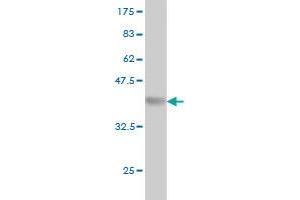 Western Blot detection against Immunogen (36.