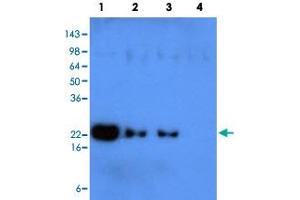 Western blot analysis of recombinant human protein KIR2DL1 (Lane 1), KIR2DL3 (Lane 2), KIR2DS4 (Lane 3) and KIR2DL4 (Lane 4) (each 50 ng per well) were resolved by SDS - PAGE, transferred to PVDF membrane and probed with KIR2DL1 monoclonal antibody , clone 2F9 (1 : 500) .