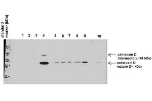 Primary dilution:  1ug/mL    Secondary dilution:  2mg/mL (Cathepsin D anticorps  (C-Term))