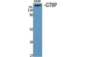 Western Blot (WB) analysis of specific cells using GTBP Polyclonal Antibody. (MSH6 anticorps  (Internal Region))