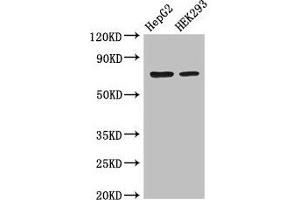 Western Blot Positive WB detected in: HepG2 whole cell lysate, HEK293 whole cell lysate All lanes: OS9 antibody at 3. (OS9 anticorps  (AA 232-413))