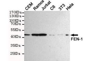 Western blot detection of FEN-1 in Hela,Jurkat,3T3,C6,CEM and Ramos cell lysates using FEN-1 mouse mAb (1:1000 diluted). (FEN1 anticorps)