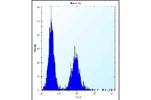ZC3H8 Antibody (N-term) (ABIN655410 and ABIN2844956) flow cytometric analysis of Neuro-2a cells (right histogram) compared to a negative control cell (left histogram).